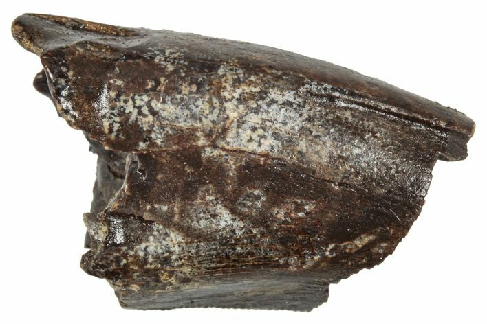 Partial Fossil Tyrannosaur Tooth - Montana #341109